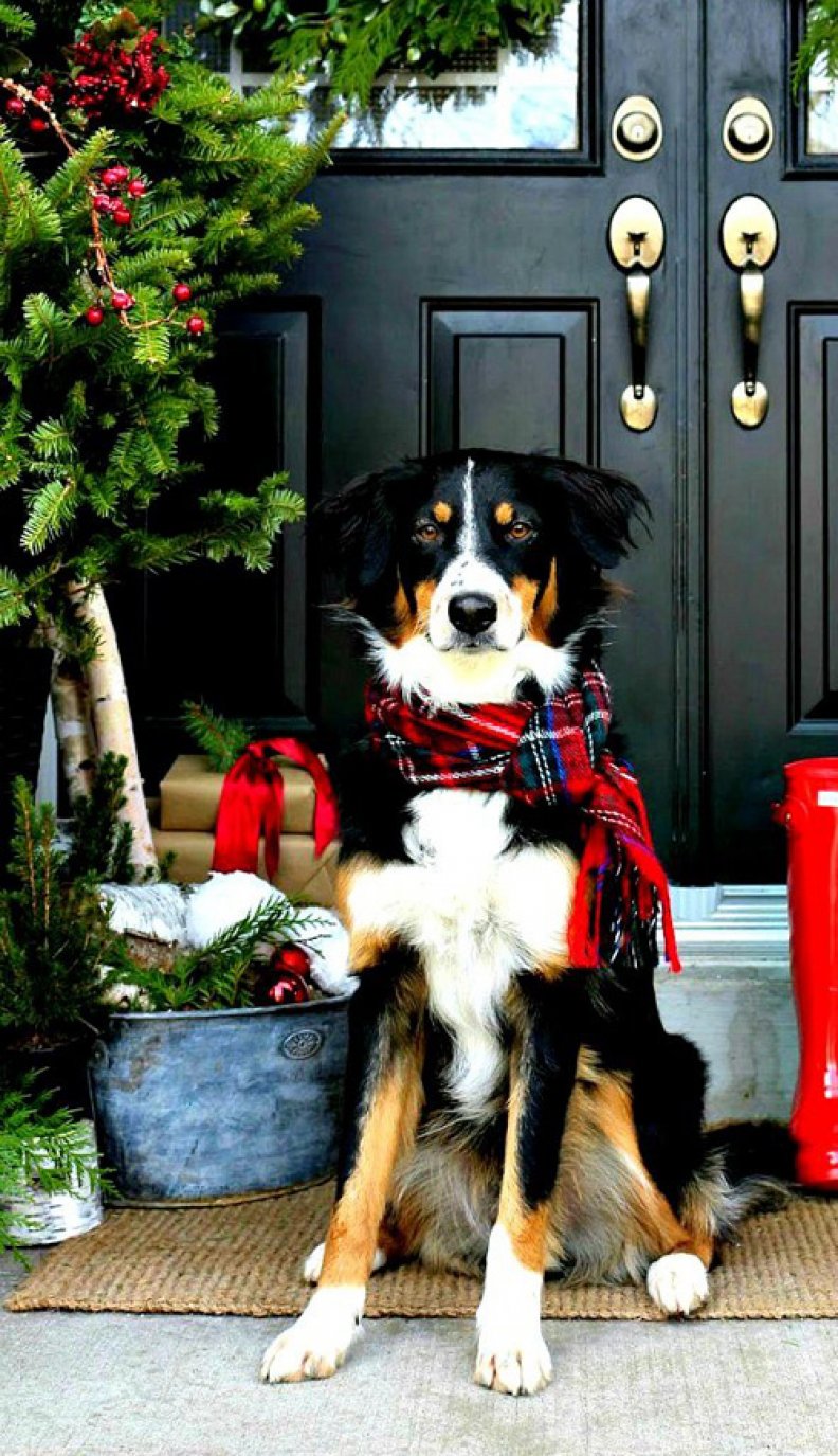 Holiday Gift Guide: Gifts for Pets & Pet Lovers